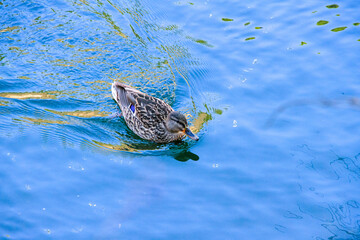 Wild ducks are in the lake.