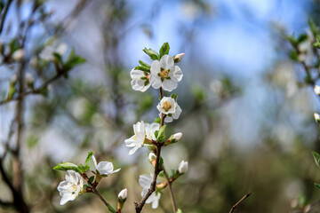 white cherry blossom