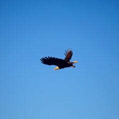 Obraz premium Flying Eagle