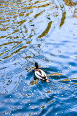 Wild ducks are in the lake.