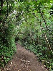 Hiking Path