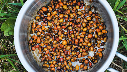 Colorado potato beetle larvae and adults infest a metal bowl after being picked from potato plants...