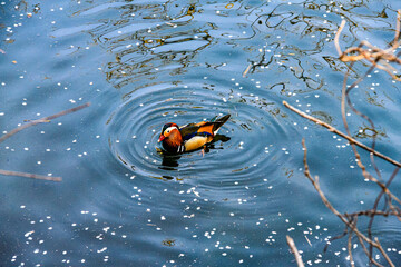 Mandarin ducks are in the lake.