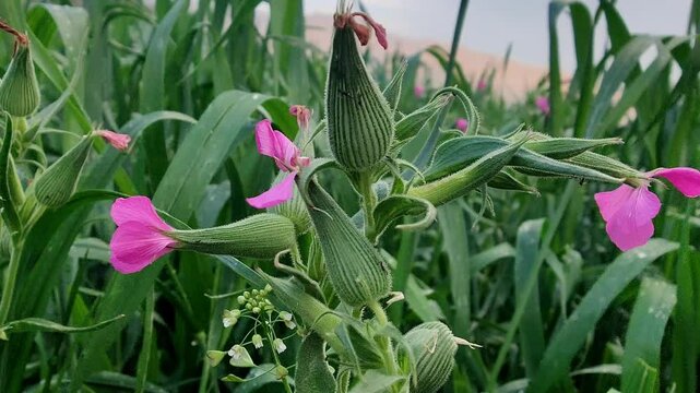 Silene conoidea, weed silene and large sand catchfly