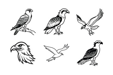 Obraz premium Vector Illustration of Various Birds of Prey in Black and White