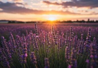 Naklejka premium Serene sunset illuminating a breathtaking lavender field, bathed in warm golden light and soft focus.