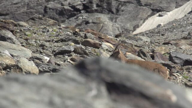 Bouquetin en montagne