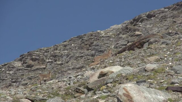Bouquetin en montagne