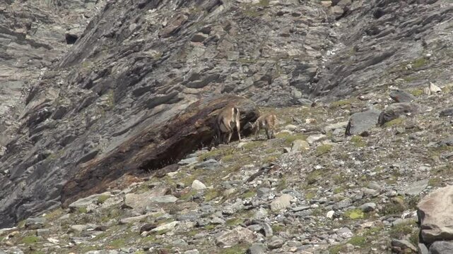 Bouquetin en montagne