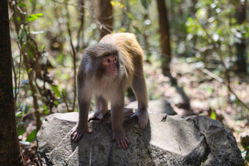 A wild macaque monkey in Zhangjiajie National Forest Park, Hunan, China