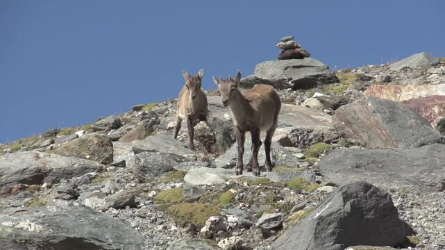 Bouquetin en montagne