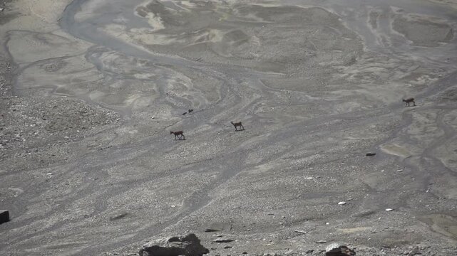 Bouquetin en montagne