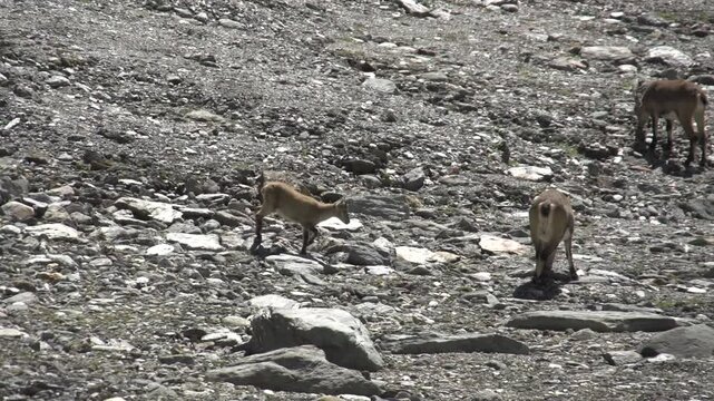 Bouquetin en montagne