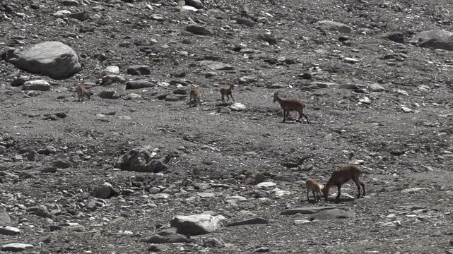 Bouquetin en montagne