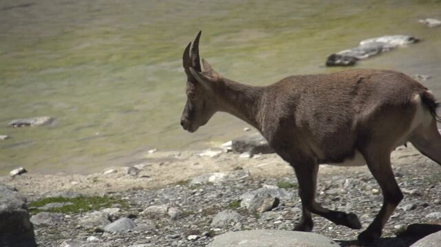 Bouquetin en montagne