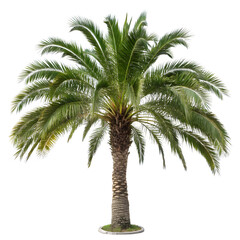 A beautiful palm tree on white background