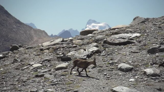 Bouquetin en montagne