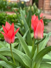 red tulips in garden