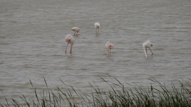 Flamingos feeding and wading in shallow water at Lucio del Lobo Marsh, Do&ntilde;ana