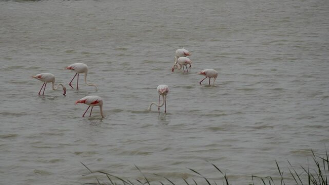 Flamingos walking in shallow water at the Lucio del Lobo marsh in Do&ntilde;ana