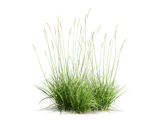 green grass isolated on white