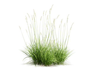 green grass isolated on white