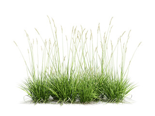 grass isolated on white background