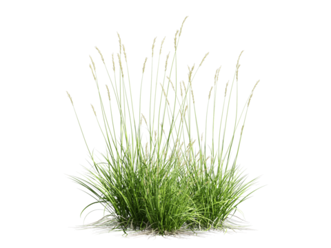 green grass isolated on white