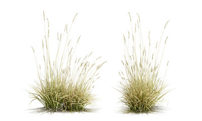Two grass shurbs isolated on white background