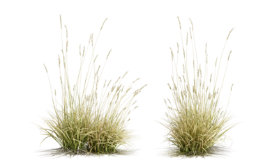 Two grass shurbs isolated on white background