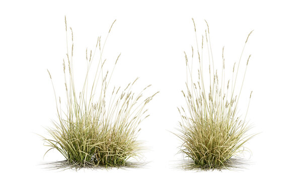 Two grass shurbs isolated on white background