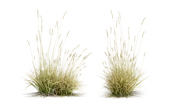 Two grass shurbs isolated on white background