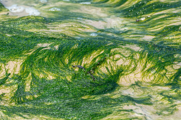 Texture organique d'algues de mer poussant sur les rochers