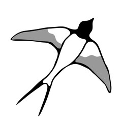 Bird swallow in flight. Simple vector drawing. Nature and animals, ornithology.