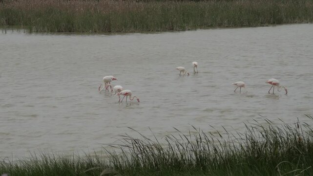 Flamingos foraging in Lucio del Lobo marsh, Do&ntilde;ana, a calm natural scene