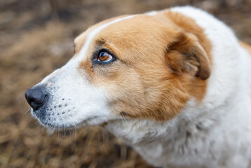 A dog with brown and white fur is looking at the camera
