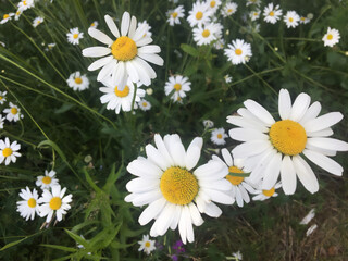 Fototapeta premium daisies in the grass