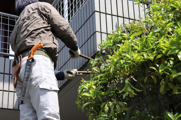 職人による植木剪定