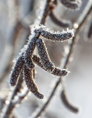 A branch covered in frost and snow, with a few small buds still visible