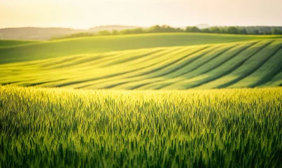Fototapete landscape with grain fields © Tomasz