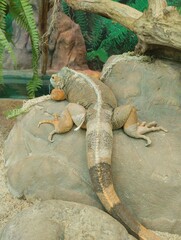 Common green iguana, reptile, exotic animal, zoo 