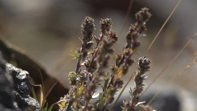 G&eacute;n&eacute;pi fleur de montagne