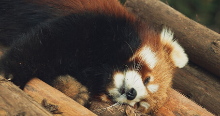 Cute Red Panda Face Close-up View. Red Panda Sleep And Stretches Paws. Ailurus Fulgens Or Lesser Panda Is Small Mammal Native To The Eastern Himalayas And Southwestern China. Red Pandas Are Also