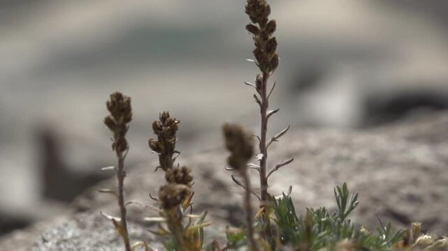 G&eacute;n&eacute;pi fleur de montagne