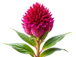 A vibrant crimson celosia flower, a breathtaking bloom of intense color and velvety texture, standing proudly against a pure white background.
