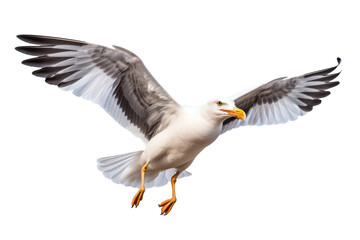 Obraz premium Isolated Seagull PNG on transparent background