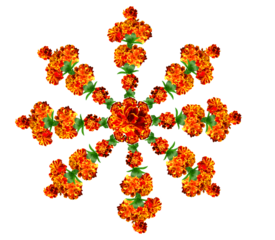 Circular pattern of marigold flowers. Flower Rangoli for Diwali or Pongal Festival made using Marigold flowers . Circular pattern of marigold flowers