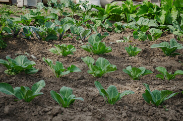 Cabbage grows in the garden, planted in rows
