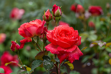Obraz premium red rose in garden