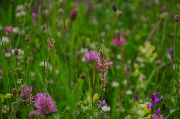 Fototapeta premium meadow field with blooming flowers background